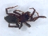  ( - KBGPS187)  @11 [ ] CreativeCommons - Attribution Non-Commercial Share-Alike (2018) Unspecified National Collection of Arachnida (NCA)
