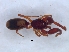  ( - KBGPS130)  @11 [ ] CreativeCommons - Attribution Non-Commercial Share-Alike (2018) Unspecified National Collection of Arachnida (NCA)