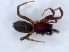  (Zelotes scrutatus - KBGPS208)  @11 [ ] CreativeCommons - Attribution Non-Commercial Share-Alike (2018) Unspecified National Collection of Arachnida (NCA)