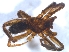  (Zelotes fuligineus - KBGPS190)  @11 [ ] CreativeCommons - Attribution Non-Commercial Share-Alike (2018) Unspecified National Collection of Arachnida (NCA)