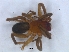  ( - KBGPS146)  @11 [ ] CreativeCommons - Attribution Non-Commercial Share-Alike (2018) Unspecified National Collection of Arachnida (NCA)