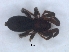  ( - KBGPS188)  @11 [ ] CreativeCommons - Attribution Non-Commercial Share-Alike (2018) Unspecified National Collection of Arachnida (NCA)