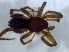  (Zelotes lightfooti - KBGPS174)  @11 [ ] CreativeCommons - Attribution Non-Commercial Share-Alike (2018) Unspecified National Collection of Arachnida (NCA)