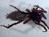  ( - KBGPS175)  @11 [ ] CreativeCommons - Attribution Non-Commercial Share-Alike (2018) Unspecified National Collection of Arachnida (NCA)