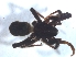  ( - KBGPS177)  @11 [ ] CreativeCommons - Attribution Non-Commercial Share-Alike (2018) Unspecified National Collection of Arachnida (NCA)