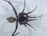  ( - KBGPS93)  @11 [ ] CreativeCommons - Attribution Non-Commercial Share-Alike (2018) Unspecified National Collection of Arachnida (NCA)