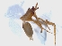  ( - KBGPS89)  @11 [ ] CreativeCommons - Attribution Non-Commercial Share-Alike (2018) Unspecified National Collection of Arachnida (NCA)