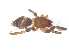  ( - KBGPS55)  @11 [ ] CreativeCommons - Attribution Non-Commercial Share-Alike (2018) Unspecified National Collection of Arachnida (NCA)