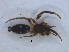  ( - KBGPS99)  @11 [ ] CreativeCommons - Attribution Non-Commercial Share-Alike (2018) Unspecified National Collection of Arachnida (NCA)