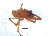  (Drassodes stationis - KBGPS49)  @11 [ ] CreativeCommons - Attribution Non-Commercial Share-Alike (2018) Unspecified National Collection of Arachnida (NCA)