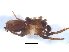  ( - KBGPS95)  @11 [ ] CreativeCommons - Attribution Non-Commercial Share-Alike (2018) Unspecified National Collection of Arachnida (NCA)