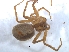  ( - KBGPS70)  @11 [ ] CreativeCommons - Attribution Non-Commercial Share-Alike (2018) Unspecified National Collection of Arachnida (NCA)