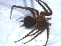  ( - KBGPS83)  @11 [ ] CreativeCommons - Attribution Non-Commercial Share-Alike (2018) Unspecified National Collection of Arachnida (NCA)
