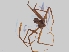  ( - KBGPS94)  @11 [ ] CreativeCommons - Attribution Non-Commercial Share-Alike (2018) Unspecified National Collection of Arachnida (NCA)