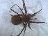  ( - KBGPS79)  @11 [ ] CreativeCommons - Attribution Non-Commercial Share-Alike (2018) Unspecified National Collection of Arachnida (NCA)
