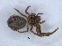  (Pherecydes - KBGPS96)  @11 [ ] CreativeCommons - Attribution Non-Commercial Share-Alike (2018) Unspecified National Collection of Arachnida (NCA)