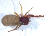  ( - KBGPS91)  @11 [ ] CreativeCommons - Attribution Non-Commercial Share-Alike (2018) Unspecified National Collection of Arachnida (NCA)