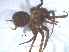  (Tyrotama - KBGPS82)  @11 [ ] CreativeCommons - Attribution Non-Commercial Share-Alike (2018) Unspecified National Collection of Arachnida (NCA)