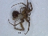  ( - KBGPS101)  @11 [ ] CreativeCommons - Attribution Non-Commercial Share-Alike (2018) Unspecified National Collection of Arachnida (NCA)
