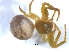  ( - KBGPS80)  @11 [ ] CreativeCommons - Attribution Non-Commercial Share-Alike (2018) Unspecified National Collection of Arachnida (NCA)