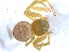  ( - KBGPS85)  @11 [ ] CreativeCommons - Attribution Non-Commercial Share-Alike (2018) Unspecified National Collection of Arachnida (NCA)