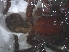  ( - KBGPS10)  @11 [ ] CreativeCommons - Attribution Non-Commercial Share-Alike (2018) Unspecified National Collection of Arachnida (NCA)