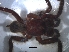  ( - KBGPS11)  @11 [ ] CreativeCommons - Attribution Non-Commercial Share-Alike (2018) Unspecified National Collection of Arachnida (NCA)