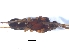  ( - KBGPS16)  @11 [ ] CreativeCommons - Attribution Non-Commercial Share-Alike (2018) Unspecified National Collection of Arachnida (NCA)