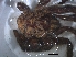  (Harpactira - KBGPS7)  @11 [ ] CreativeCommons - Attribution Non-Commercial Share-Alike (2018) Unspecified National Collection of Arachnida (NCA)