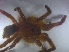 ( - KBGPS9)  @11 [ ] CreativeCommons - Attribution Non-Commercial Share-Alike (2018) Unspecified National Collection of Arachnida (NCA)