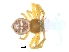 ( - KBGPS29)  @11 [ ] CreativeCommons - Attribution Non-Commercial Share-Alike (2018) Unspecified National Collection of Arachnida (NCA)
