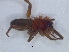  ( - KBGPS112)  @11 [ ] CreativeCommons - Attribution Non-Commercial Share-Alike (2018) Unspecified National Collection of Arachnida (NCA)