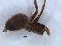  ( - KBGPS110)  @11 [ ] CreativeCommons - Attribution Non-Commercial Share-Alike (2018) Unspecified National Collection of Arachnida (NCA)