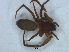  (Rhaeboctesis - KBGPS226)  @11 [ ] CreativeCommons - Attribution Non-Commercial Share-Alike (2018) Unspecified National Collection of Arachnida (NCA)