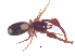  ( - KBGPS74)  @11 [ ] CreativeCommons - Attribution Non-Commercial Share-Alike (2018) Unspecified National Collection of Arachnida (NCA)