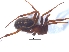  ( - KBGPS23)  @11 [ ] CreativeCommons - Attribution Non-Commercial Share-Alike (2018) Unspecified National Collection of Arachnida (NCA)