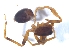  (Cambalida dippenaarae - KBGPS31)  @11 [ ] CreativeCommons - Attribution Non-Commercial Share-Alike (2018) Unspecified National Collection of Arachnida (NCA)