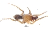  ( - KBGPS61)  @11 [ ] CreativeCommons - Attribution Non-Commercial Share-Alike (2018) Unspecified National Collection of Arachnida (NCA)