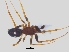  (Steatoda erigoniformis - KBGPS57)  @11 [ ] CreativeCommons - Attribution Non-Commercial Share-Alike (2018) Unspecified National Collection of Arachnida (NCA)