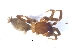  ( - KBGPS59)  @11 [ ] CreativeCommons - Attribution Non-Commercial Share-Alike (2018) Unspecified National Collection of Arachnida (NCA)