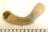  (Priapulidae - 11BIOAK-1564)  @14 [ ] CreativeCommons - Attribution (2011) BOLD Centre for Biodiversity Genomics