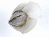  ( - BIOUG02301-H03)  @13 [ ] CreativeCommons - Attribution (2012) CBG Photography Group Centre for Biodiversity Genomics