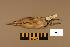 (Ixobrychus eurhythmus - UWBM 71975)  @13 [ ] Copyright (2008) Unspecified Burke Museum of Natural History and Culture