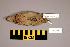  (Coturnix coturnix - UWBM 61367)  @14 [ ] Copyright (2008) Unspecified Burke Museum of Natural History and Culture