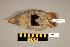  ( - UWBM 66631)  @14 [ ] Copyright (2008) Unspecified Burke Museum of Natural History and Culture