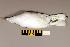  (Larus canus - UWBM 44196)  @14 [ ] Copyright (2008) Unspecified Burke Museum of Natural History and Culture
