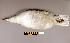  (Larus hyperboreus - UWBM 43851)  @14 [ ] Copyright (2008) Unspecified Burke Museum of Natural History and Culture