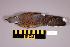  (Streptopelia turtur - UWBM 61079)  @14 [ ] Copyright (2008) Unspecified Burke Museum of Natural History and Culture