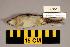  ( - UWBM 67582)  @13 [ ] Copyright (2008) Unspecified Burke Museum of Natural History and Culture