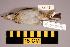  ( - UWBM 72112)  @14 [ ] Copyright (2008) Unspecified Burke Museum of Natural History and Culture